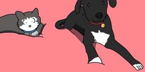 It's the International Break, here are your pets